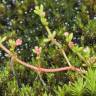Fotografia 3 da espécie Crassula vaillantii do Jardim Botânico UTAD