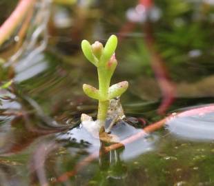 Fotografia da espécie Crassula vaillantii