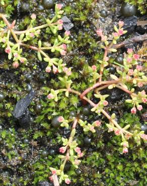 Fotografia 5 da espécie Crassula vaillantii no Jardim Botânico UTAD