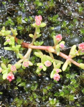 Fotografia 6 da espécie Crassula vaillantii no Jardim Botânico UTAD