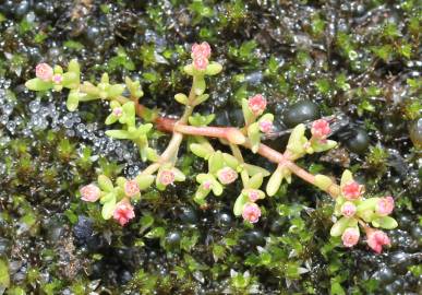 Fotografia da espécie Crassula vaillantii