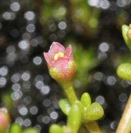 Fotografia da espécie Crassula vaillantii