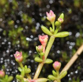 Fotografia da espécie Crassula vaillantii