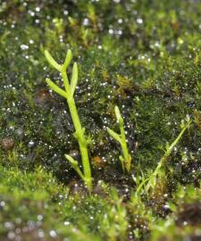 Fotografia da espécie Crassula vaillantii