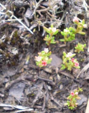 Fotografia 10 da espécie Crassula vaillantii no Jardim Botânico UTAD