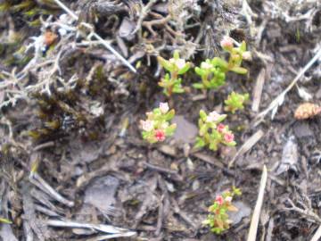 Fotografia da espécie Crassula vaillantii