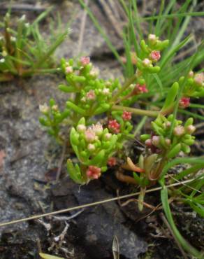 Fotografia 11 da espécie Crassula vaillantii no Jardim Botânico UTAD