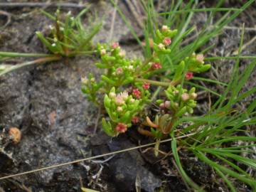 Fotografia da espécie Crassula vaillantii