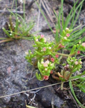 Fotografia 12 da espécie Crassula vaillantii no Jardim Botânico UTAD