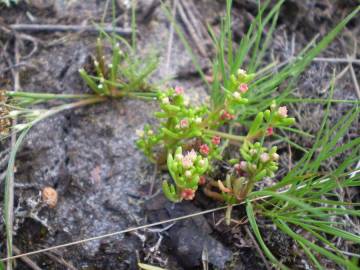 Fotografia da espécie Crassula vaillantii