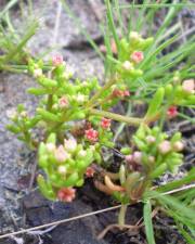 Fotografia da espécie Crassula vaillantii