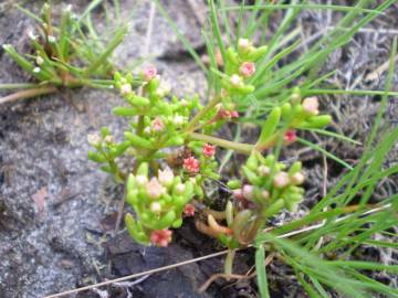 Fotografia da espécie Crassula vaillantii