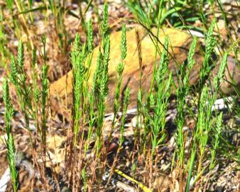 Fotografia da espécie Crucianella angustifolia