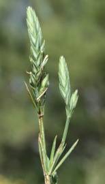 Fotografia da espécie Crucianella angustifolia