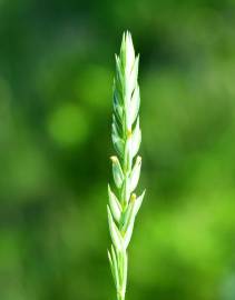 Fotografia da espécie Crucianella angustifolia