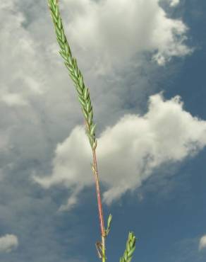 Fotografia 6 da espécie Crucianella angustifolia no Jardim Botânico UTAD