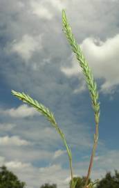 Fotografia da espécie Crucianella angustifolia