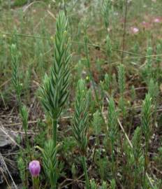 Fotografia da espécie Crucianella angustifolia