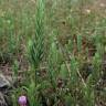 Fotografia 9 da espécie Crucianella angustifolia do Jardim Botânico UTAD