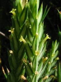 Fotografia da espécie Crucianella angustifolia