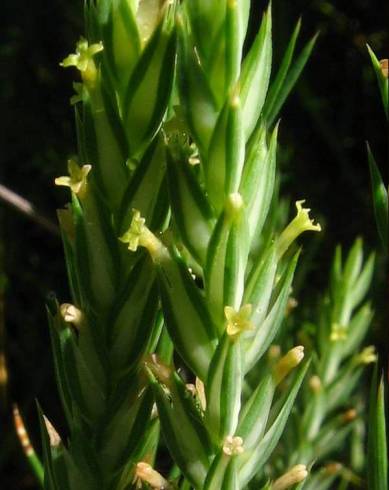 Fotografia de capa Crucianella angustifolia - do Jardim Botânico