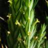 Fotografia 1 da espécie Crucianella angustifolia do Jardim Botânico UTAD