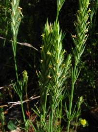Fotografia da espécie Crucianella angustifolia