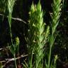 Fotografia 10 da espécie Crucianella angustifolia do Jardim Botânico UTAD