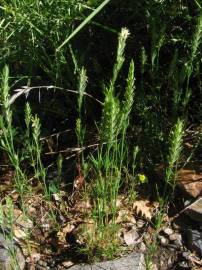 Fotografia da espécie Crucianella angustifolia