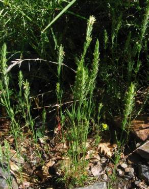 Fotografia 11 da espécie Crucianella angustifolia no Jardim Botânico UTAD