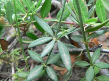 Fotografia da espécie Crucianella latifolia