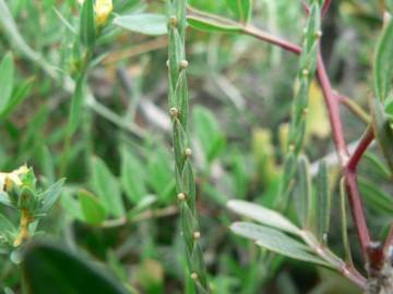 Fotografia da espécie Crucianella latifolia