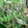 Fotografia 3 da espécie Crucianella latifolia do Jardim Botânico UTAD