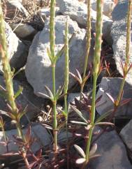 Crucianella latifolia
