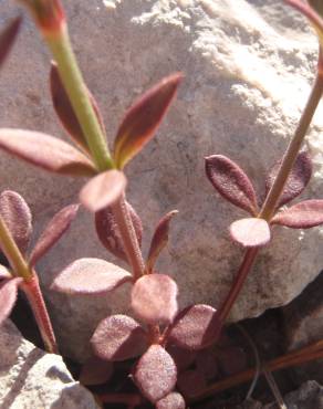 Fotografia 5 da espécie Crucianella latifolia no Jardim Botânico UTAD