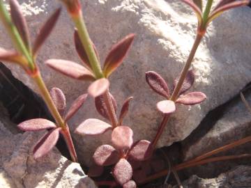 Fotografia da espécie Crucianella latifolia