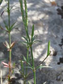 Fotografia da espécie Crucianella latifolia