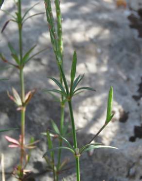 Fotografia 6 da espécie Crucianella latifolia no Jardim Botânico UTAD