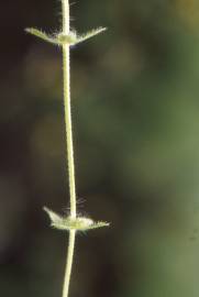 Fotografia da espécie Cruciata pedemontana