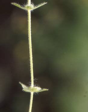 Fotografia 2 da espécie Cruciata pedemontana no Jardim Botânico UTAD