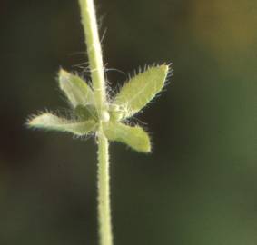 Fotografia da espécie Cruciata pedemontana