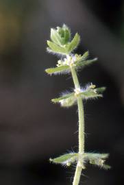 Fotografia da espécie Cruciata pedemontana
