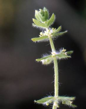 Fotografia 4 da espécie Cruciata pedemontana no Jardim Botânico UTAD