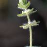 Fotografia 4 da espécie Cruciata pedemontana do Jardim Botânico UTAD