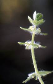 Fotografia da espécie Cruciata pedemontana