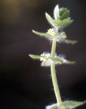 Fotografia 5 da espécie Cruciata pedemontana no Jardim Botânico UTAD