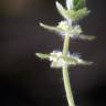 Fotografia 5 da espécie Cruciata pedemontana do Jardim Botânico UTAD