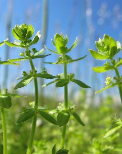 Fotografia de capa Cruciata pedemontana - do Jardim Botânico