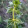 Fotografia 6 da espécie Cruciata pedemontana do Jardim Botânico UTAD