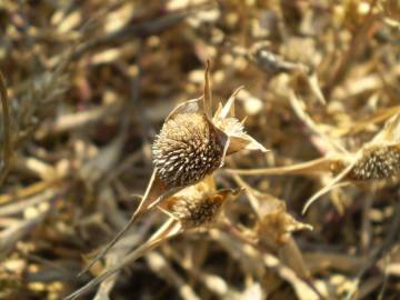 Fotografia da espécie Crypsis aculeata